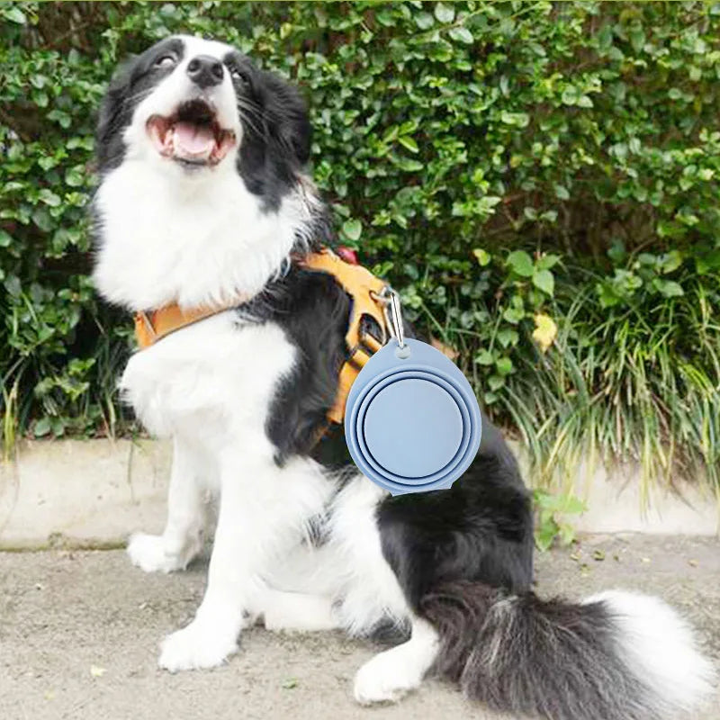 Foldable Dog Bowl